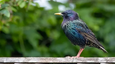 Скворец (Sturnus vulgaris) 4 | С ближайшего супермаркета)) | Flickr