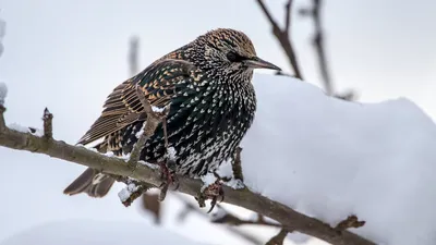 Обыкновенный скворец - European Starling. Photographer Etkind Elizabeth