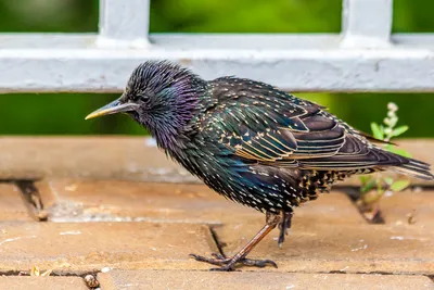 Зимние песни скворцов. Sturnus vulgaris. | BirdWatch.by