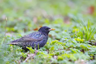 Скворец, Sturnus vulgaris, Common Starling | Москва, Ю. Черт… | Oleg  Nabrovenkov | Flickr