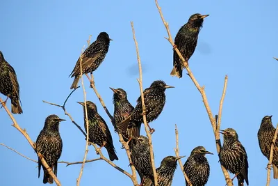 Обыкновенный скворец (Sturnus vulgaris). Подробное описание экспоната,  аудиогид, интересные факты. Официальный сайт Artefact