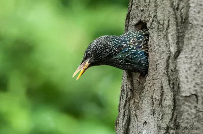 Зимние песни скворцов. Sturnus vulgaris. | BirdWatch.by