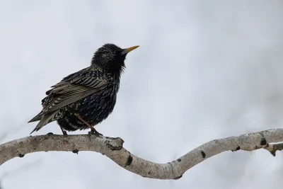 Скворец (Sturnus vulgaris). Птицы Европейской России.