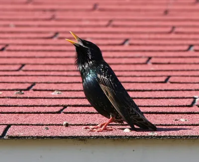 Скворец (Sturnus vulgaris). | Занято! Дом полон детей. | Flickr