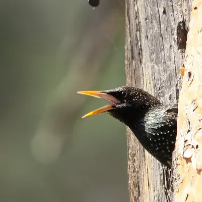 Обыкновенный скворец - European Starling | Photo, Starling, Bird