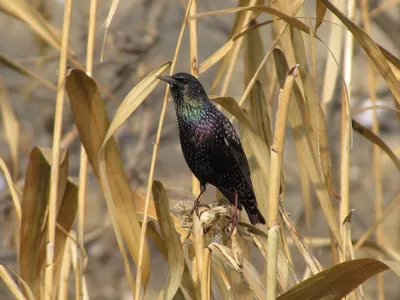 Краснокрылый скворец - eBird