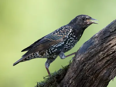 Обыкновенный скворец (Sturnus vulgaris) — Фото №1406029