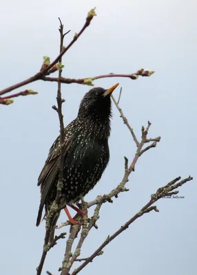 Обыкновенный скворец sturnus vulgaris птица сидит на ветке на красивом  зеленом фоне | Премиум Фото