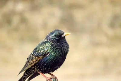 Starling | Starling - Sturnus vulgaris - Скворец Russia, Mos… | Flickr