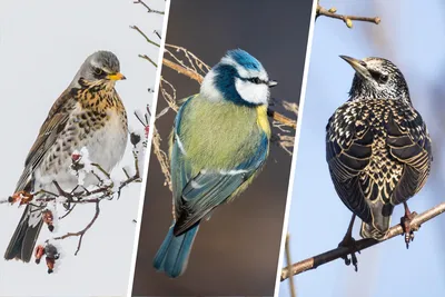 Обыкновенный скворец - European Starling. Photographer Etkind Elizabeth