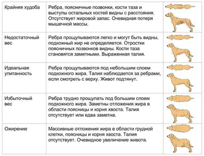 Как укрепить пясти щенка? | Догги Академия | Дзен