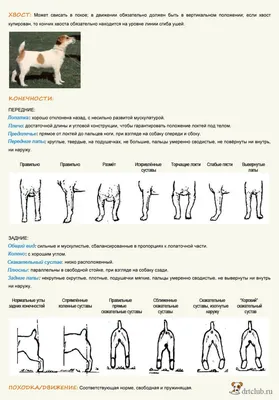 ВОСТОЧНО-ЕВРОПЕЙСКАЯ ОВЧАРКА - Блог