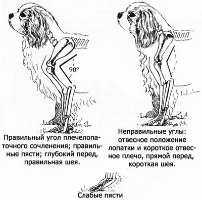 Движение собак. Иллюстрированное пособие для оценки движения собак с  первого взгляда [Рашель Пейдж Эллиот] (fb2) читать онлайн | КулЛиб  электронная библиотека