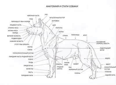 Немецкая овчарка: описание породы, характер, содержание собаки