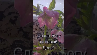 Доброе утро! Слава Богу за новый день! 🙏🏻🌺 | Юлия Зельвинская | Стихи  для души | ВКонтакте