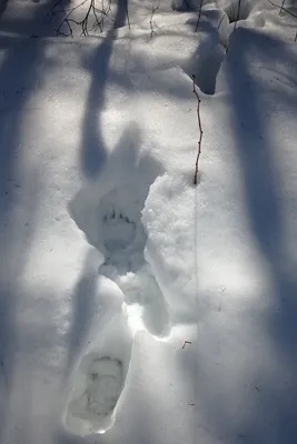 Фотография следа медведя на снегу - вебп формат