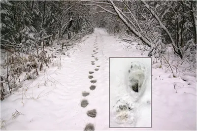След медведя на снегу - качественное фото в формате jpg
