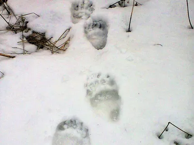 Фото следа медведя на снегу - бесплатно и в хорошем качестве
