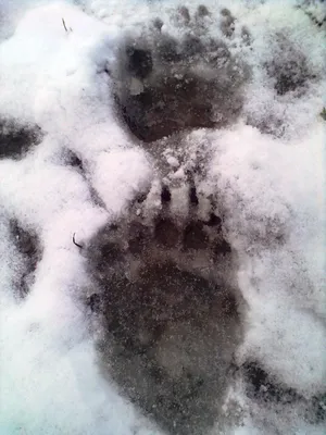 Фото следа медведя на снегу - скачать бесплатно в формате jpg
