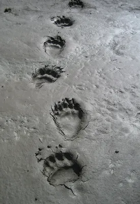 Фотография следа медведя на снегу - высокое качество изображения