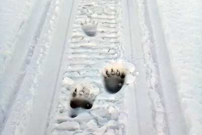 Фото следа медведя на снегу - бесплатно в хорошем качестве