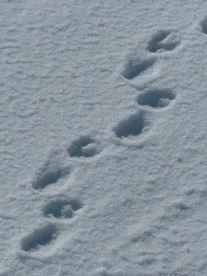 Фото следа медведя на снегу - скачать бесплатно в jpg