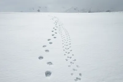 След медведя на снегу - красивое изображение в png