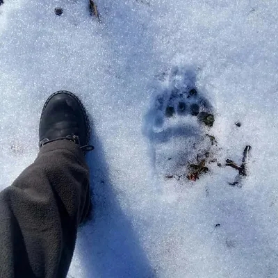 Картинка следа медведя на снегу - скачать png бесплатно