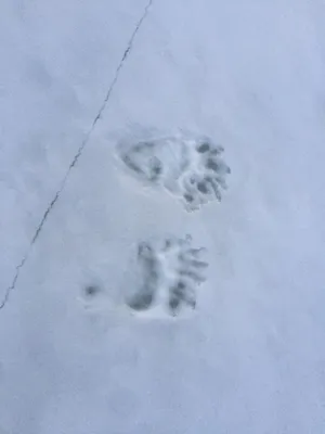 След медведя на снегу - фото в формате webp