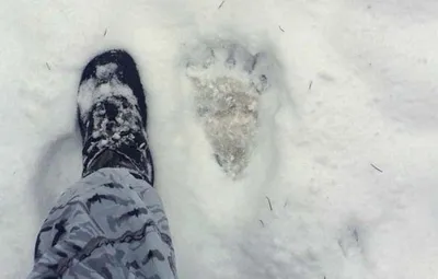Фото следа медведя на снегу - скачать бесплатно jpg