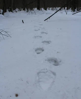 Изображение следа медведя на снегу webp