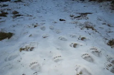 Фото следа медведя на снегу - красивый фон для обоев