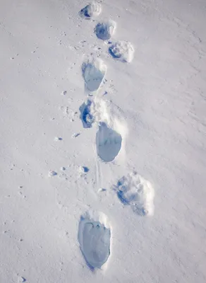 След медведя на снегу - изображение в хорошем качестве в webp формате
