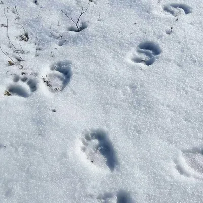 След медведя на снегу - фото в формате jpg для скачивания