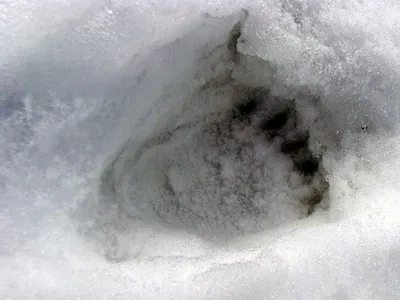 След медведя на снегу - красивое изображение в формате jpg