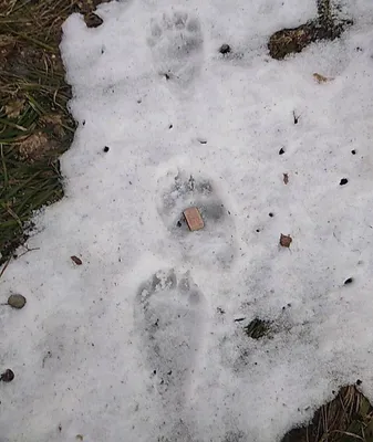 Фото следа медведя на снегу - скачать бесплатно