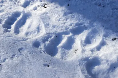 Фото следа медведя на снегу в хорошем качестве