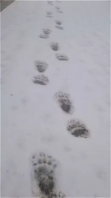 Картинка следа медведя на снегу - скачать бесплатно в jpg