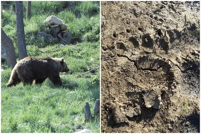 Фото медведей: красота в бесконечных форматах