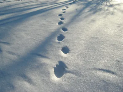 Снежный след росомахи: Фото в jpg формате