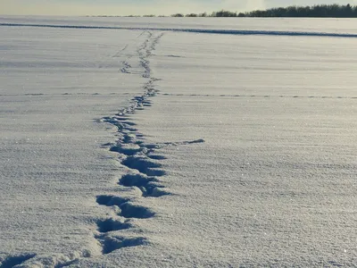 Изображение следа росомахи на снежном фоне: Скачать в png