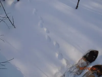 Фото следа росомахи на снегу: Картинка для фона