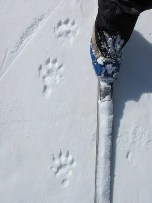 Изображение следа росомахи на снегу для скачивания в png