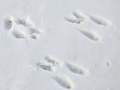 Снежный след росомахи: Фото в png формате