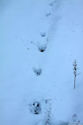 Фото следа росомахи на снежном фоне: Картинка в jpg формате