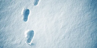 Фото следа росомахи на снегу: Картинка для фона, в хорошем качестве