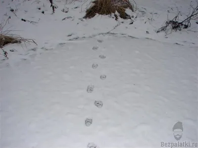 Фото следа росомахи на снежном фоне: Картинка в jpg формате, скачать бесплатно, фон, обои