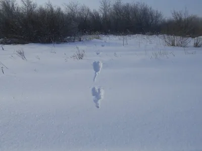 Изображение следа росомахи на снежном фоне: Скачать бесплатно