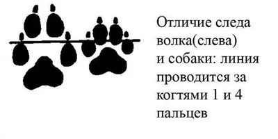 Отпечаток следа лапы собаки, след s, чтобы напечатать, текст, рука,  домашнее животное png | Klipartz