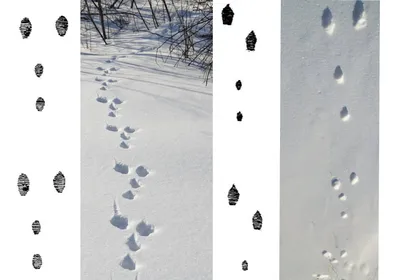 Следы белки на снегу: фото в формате jpg